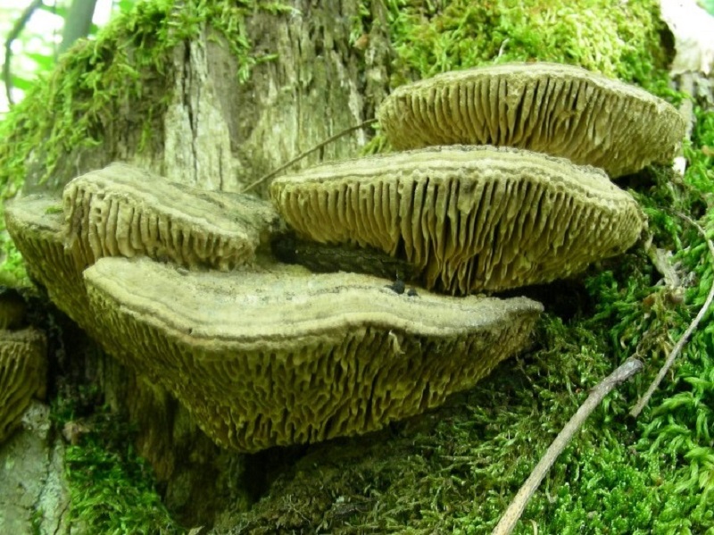 336 Maggio vecchio ritrovamento