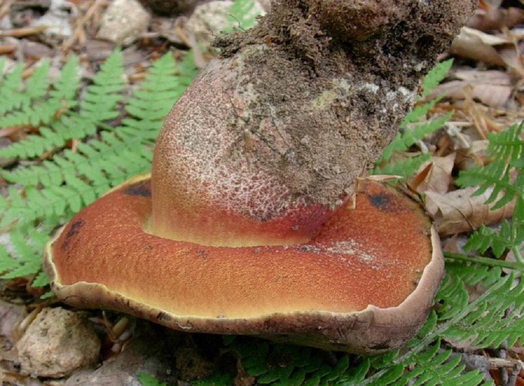 309 Maggio vecchio ritrovamento