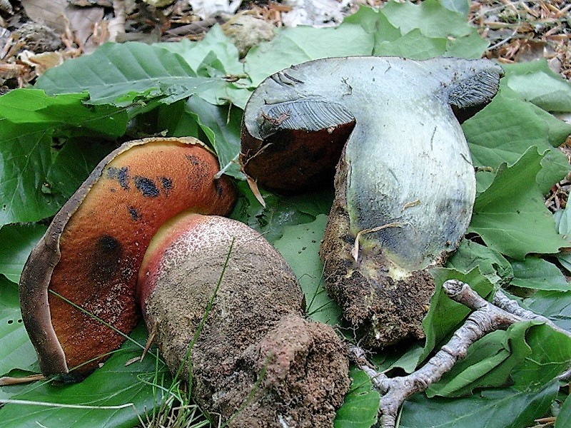 309 Maggio vecchio ritrovamento