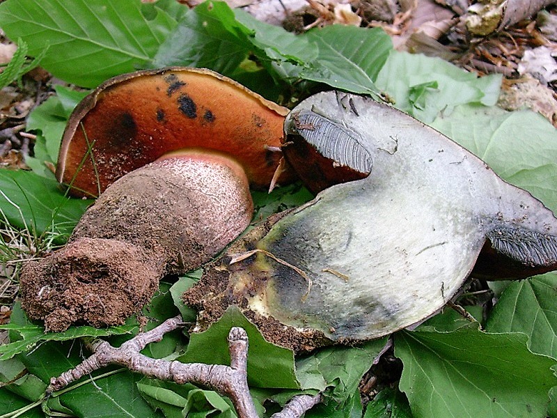 309 Maggio vecchio ritrovamento