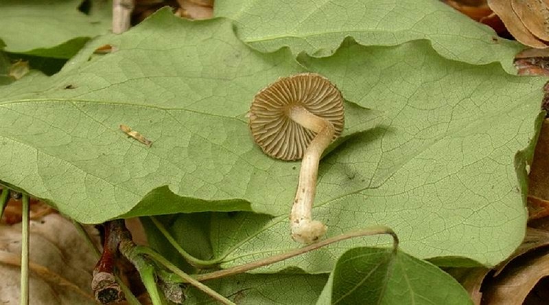 310 Maggio vecchio ritrovamento