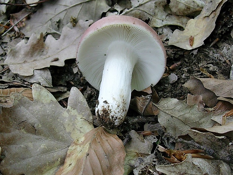 311 Maggio vecchio ritrovamento