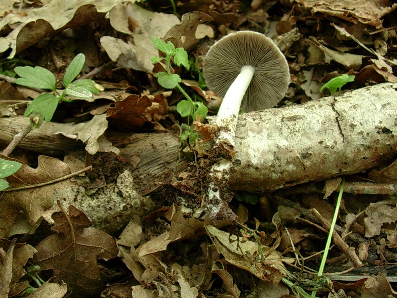 312 Maggio vecchio ritrovamento