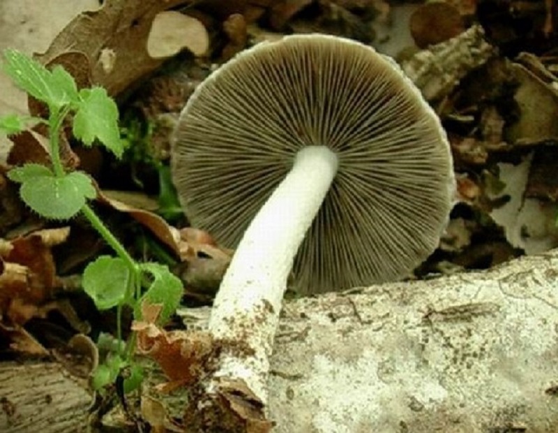 312 Maggio vecchio ritrovamento