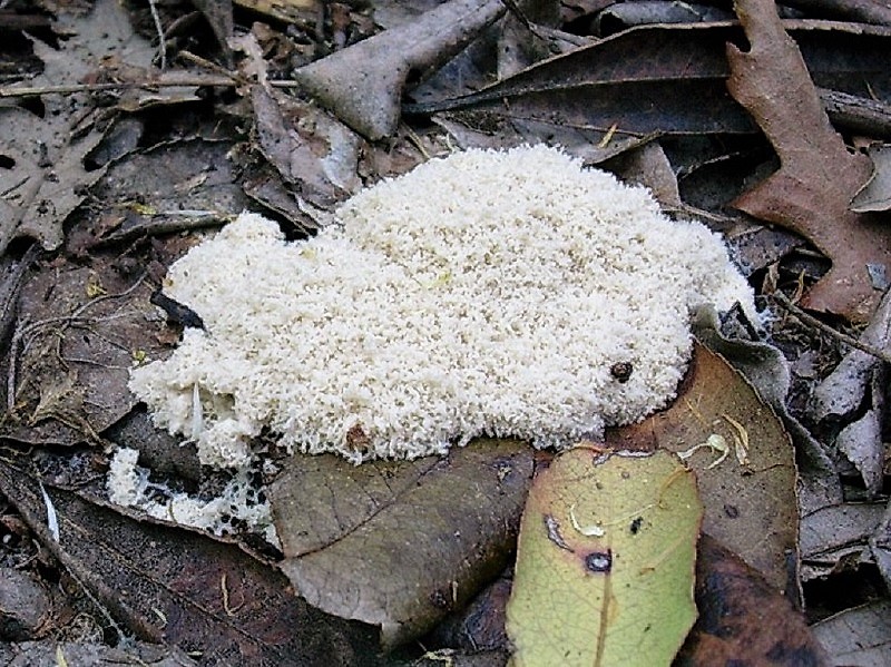 314 Maggio vecchio ritrovamento