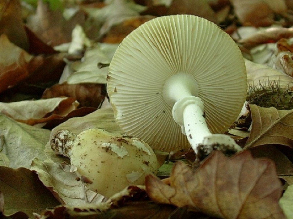 315 Maggio vecchio ritrovamento