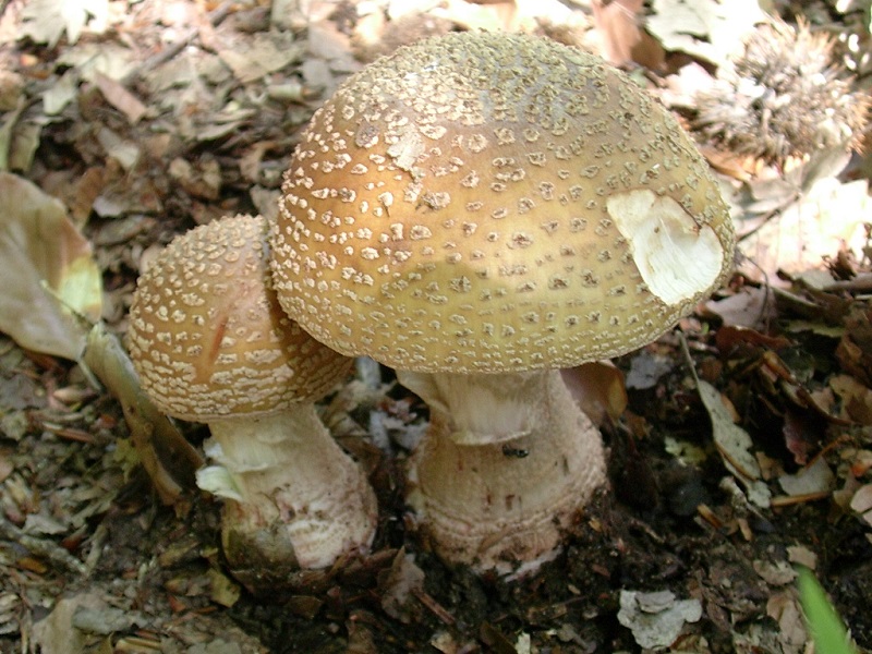 337 Giugno vecchio ritrovamento
