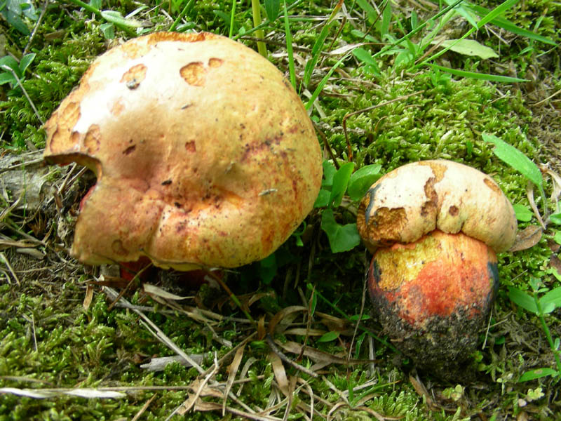 360 Giugno vecchio ritrovamento