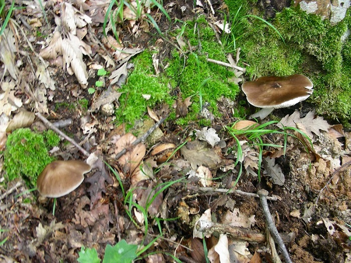 362 Giugno vecchio ritrovamento