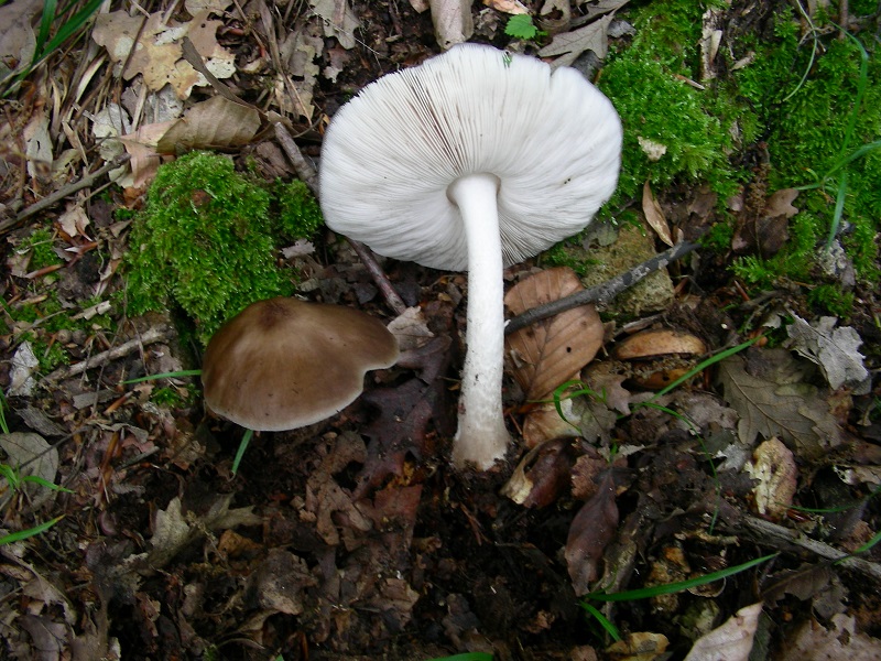362 Giugno vecchio ritrovamento