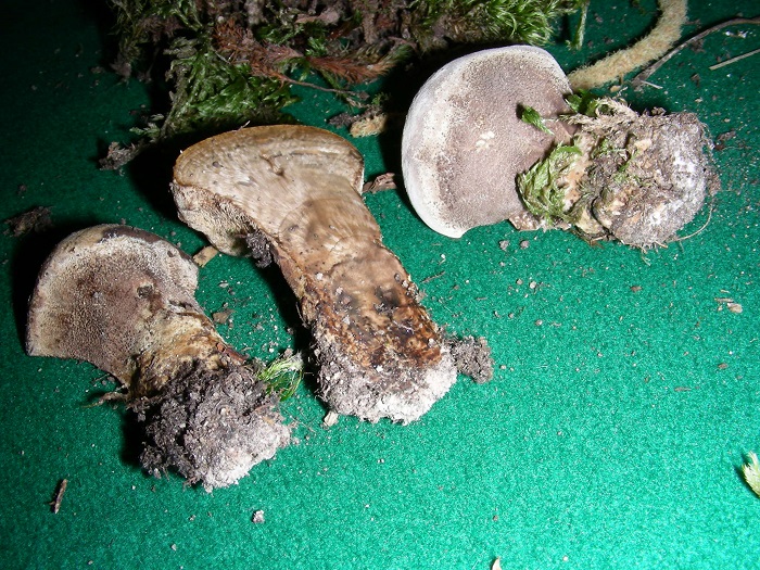 384 Luglio vecchio ritrovamento
