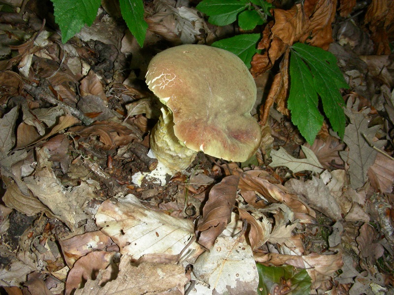 397 Luglio vecchio ritrovamento