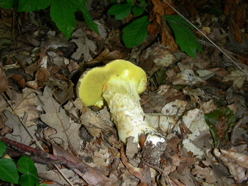 397 Luglio vecchio ritrovamento