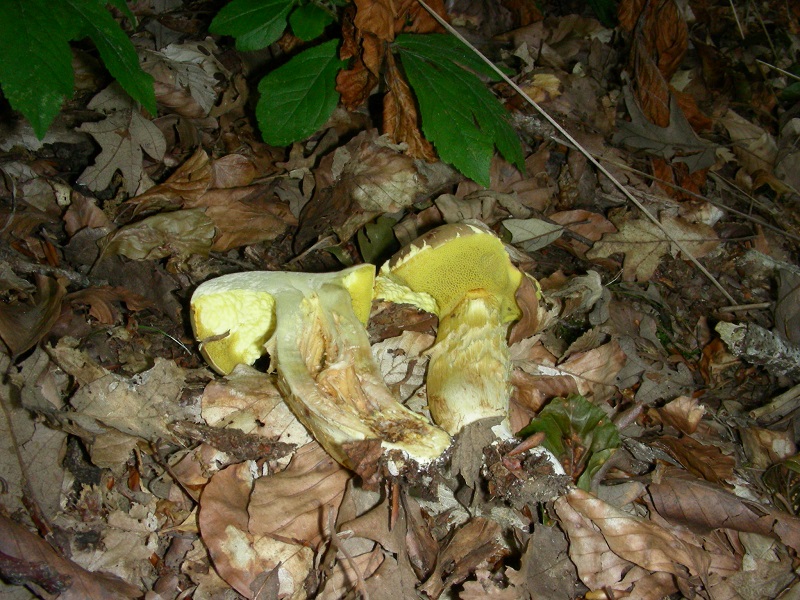 397 Luglio vecchio ritrovamento