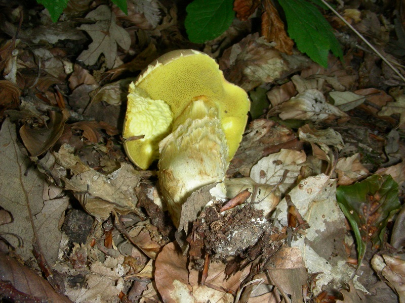 397 Luglio vecchio ritrovamento