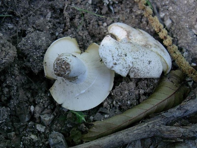 375 Luglio vecchio ritrovamento