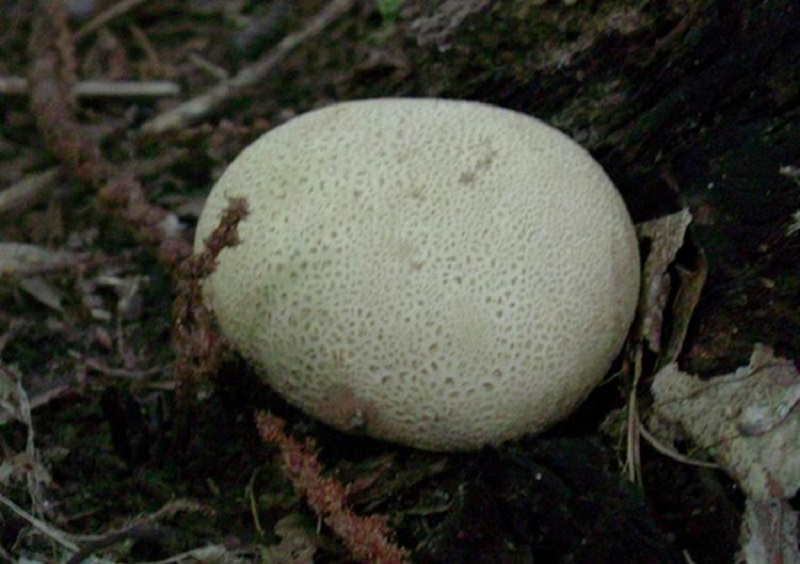 408 Agosto vecchio ritrovamento