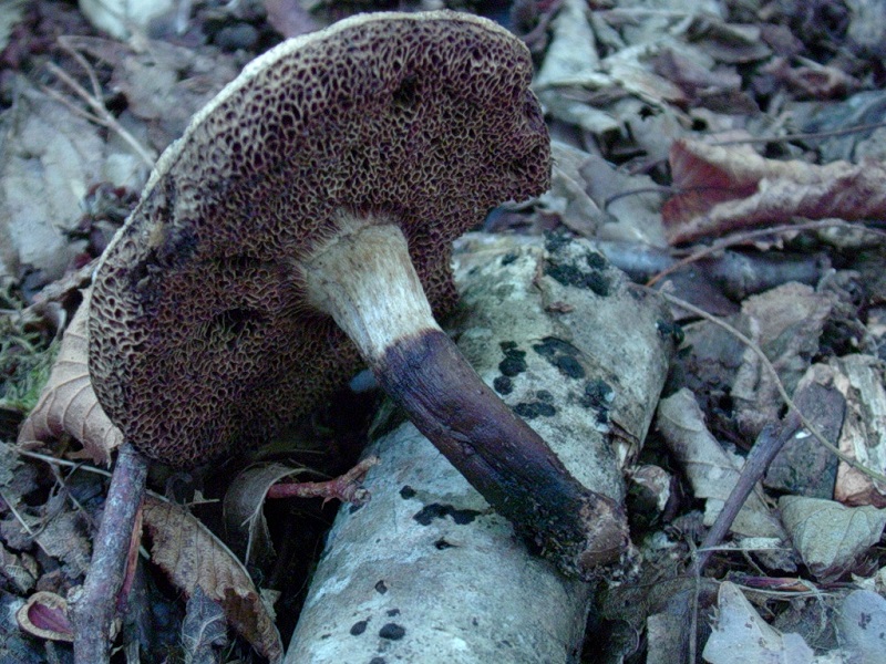 416 Agosto vecchio  ritrovamento