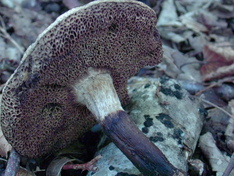 416 Agosto vecchio  ritrovamento