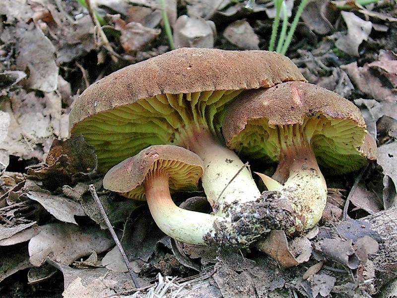 417 Agosto vecchio ritrovamento