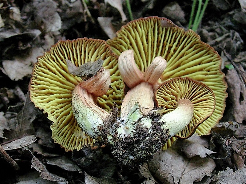 417 Agosto vecchio ritrovamento