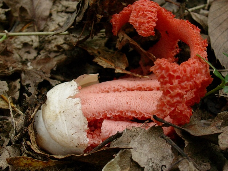 420 Agosto vecchio ritrovamento