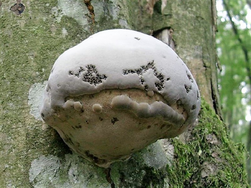 399 Agosto vecchio ritrovamento