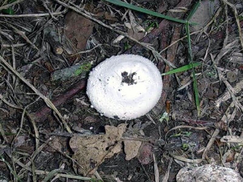 401 Agosto vecchio ritrovamento