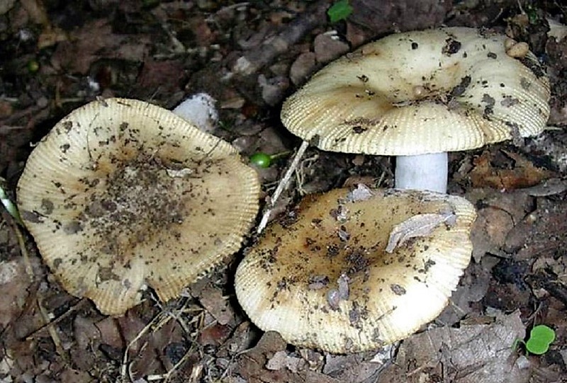 402 Agosto vecchio ritrovamento