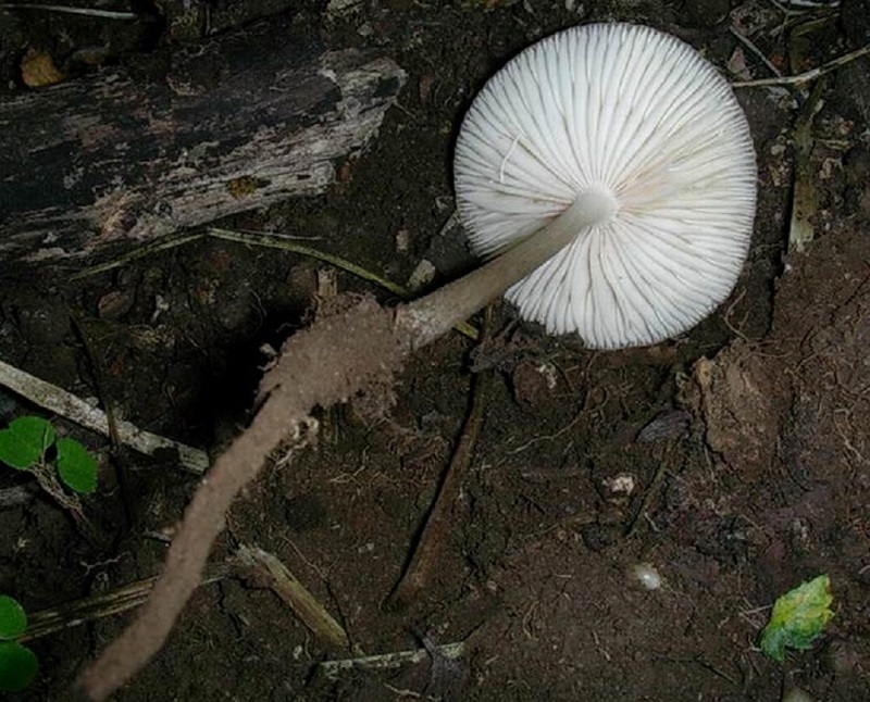 403 Agosto vecchio ritrovamento