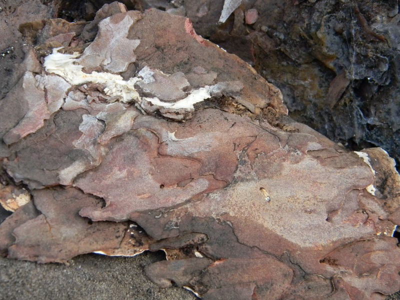 Legnicolo Fotog. il 21.06.2013. sotto pineta