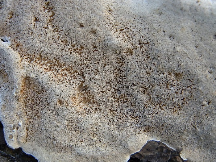 Legnicolo Fotog. il 21.06.2013. sotto pineta