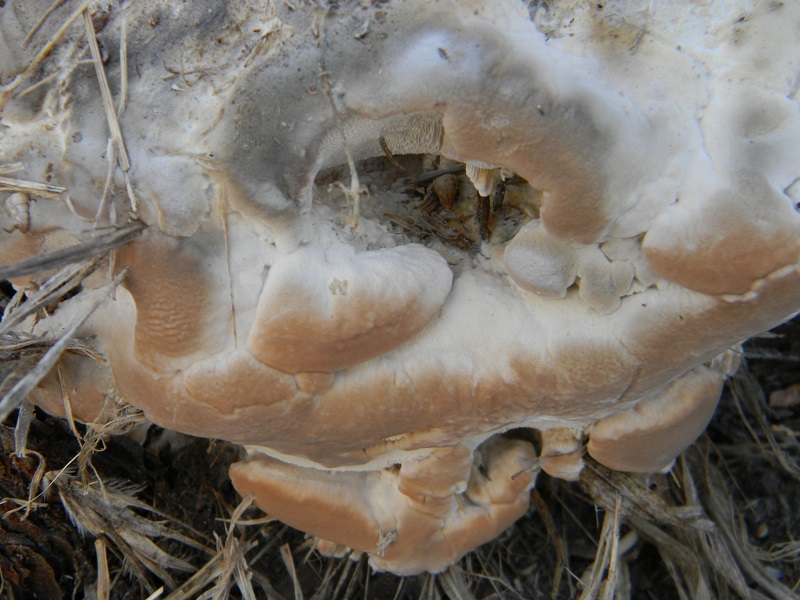 2)Legnicolo fotogr.il 21.06.2013. sotto pineta