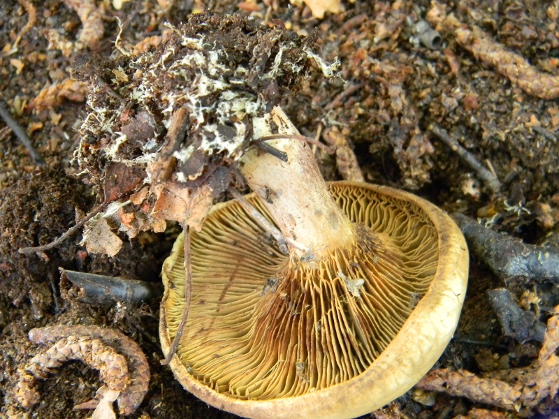 3) Fotogr. il 21.06.2013. sotto Betulla