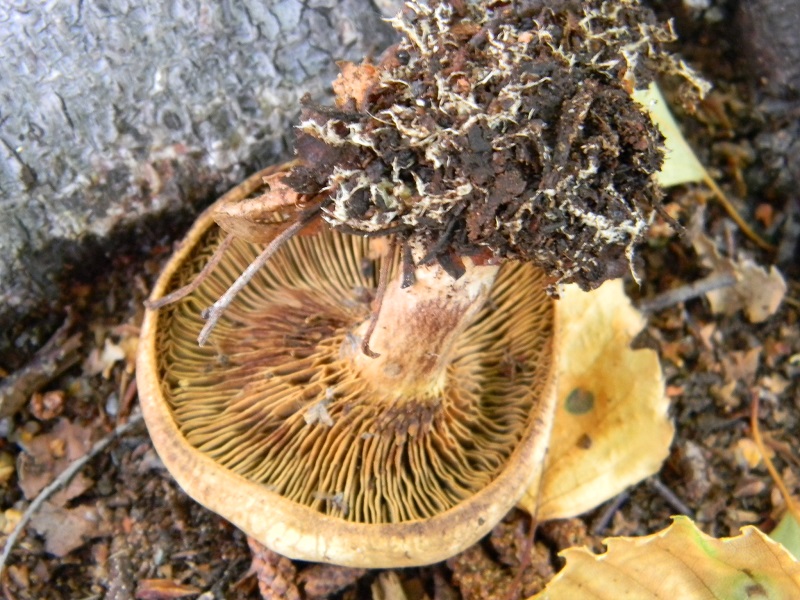 3) Fotogr. il 21.06.2013. sotto Betulla