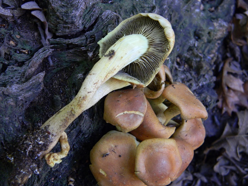 4) Fotogr. il 21.06.2013. sotto Betulla