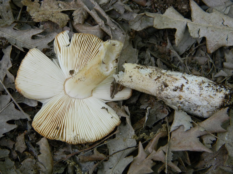 5) Fotogr. il 21.06.2013. sotto Betulla