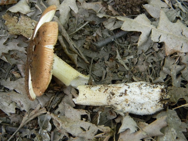 5) Fotogr. il 21.06.2013. sotto Betulla