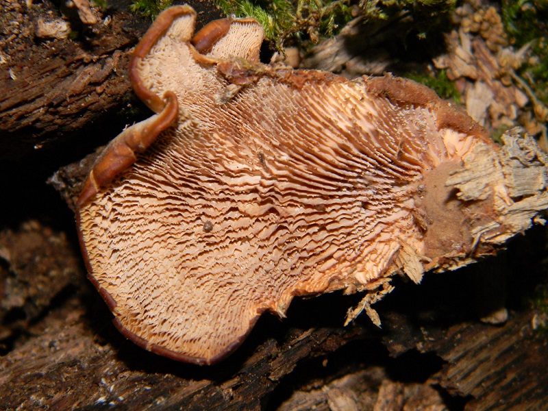 1) Fotogr. il 220.6.2013 sotto Quercia