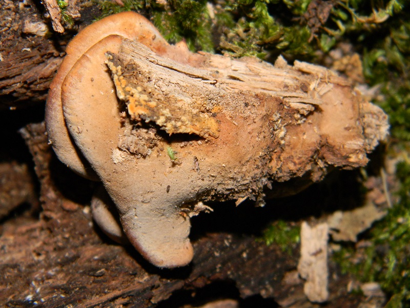 1) Fotogr. il 220.6.2013 sotto Quercia