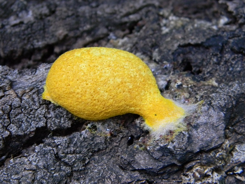 3) Fotogr. il 22.06.2013. sotto Quercia.