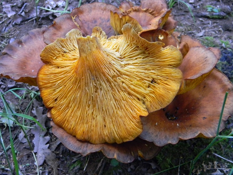 4) Fotogr. il 22.06.2013.sotto Quercia