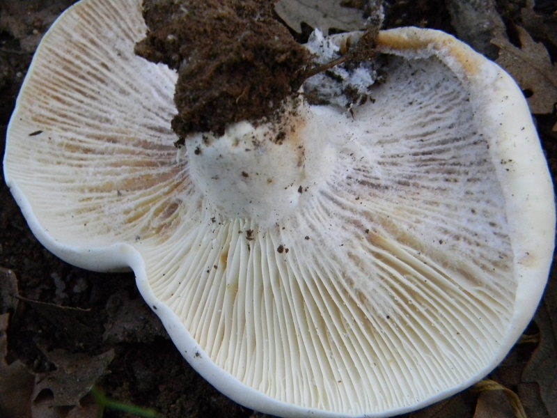 5) Fotogr. il 22.06.2013. sotto Quercia.