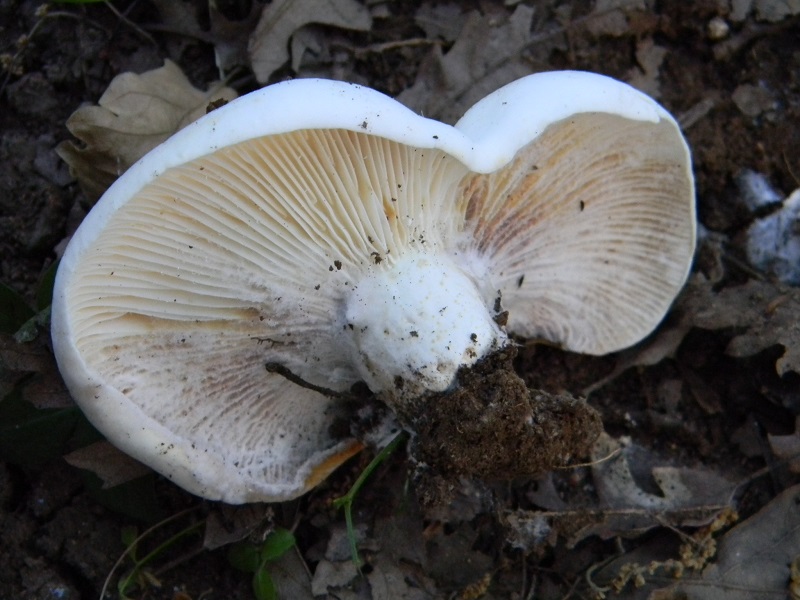 5) Fotogr. il 22.06.2013. sotto Quercia.