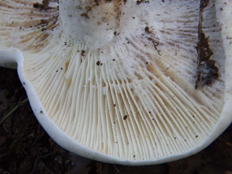 5) Fotogr. il 22.06.2013. sotto Quercia.