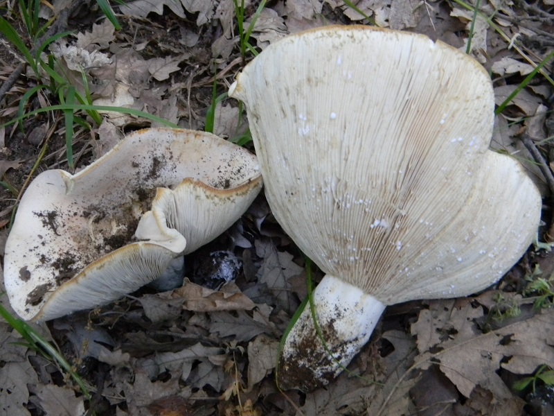 6) Fotogr. ilm 22.06.2013. sotto Quercia