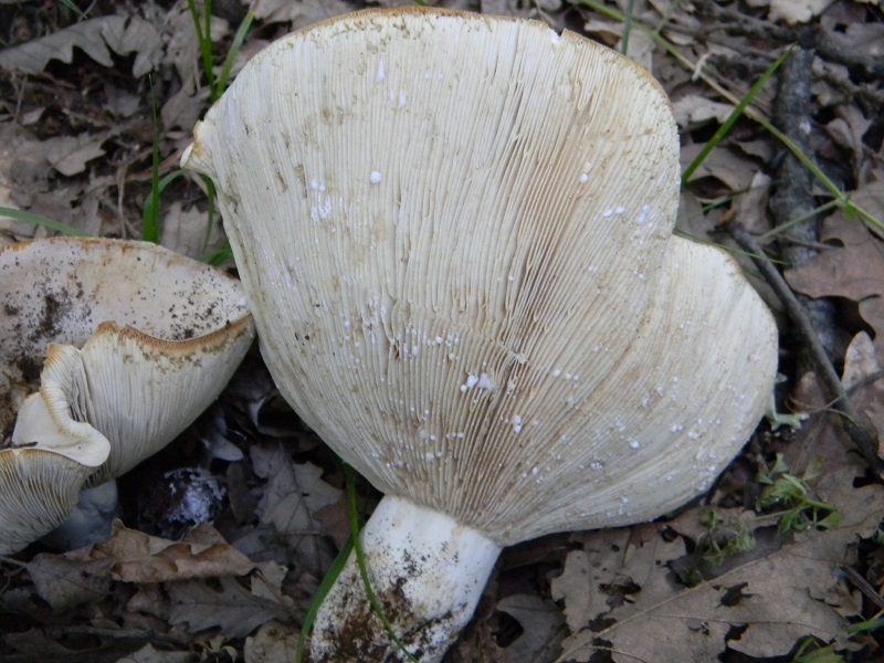 6) Fotogr. ilm 22.06.2013. sotto Quercia