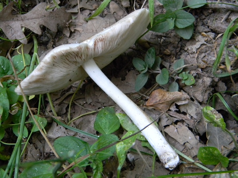 8) Fotogr. il 22.06.2103. sotto Quercia