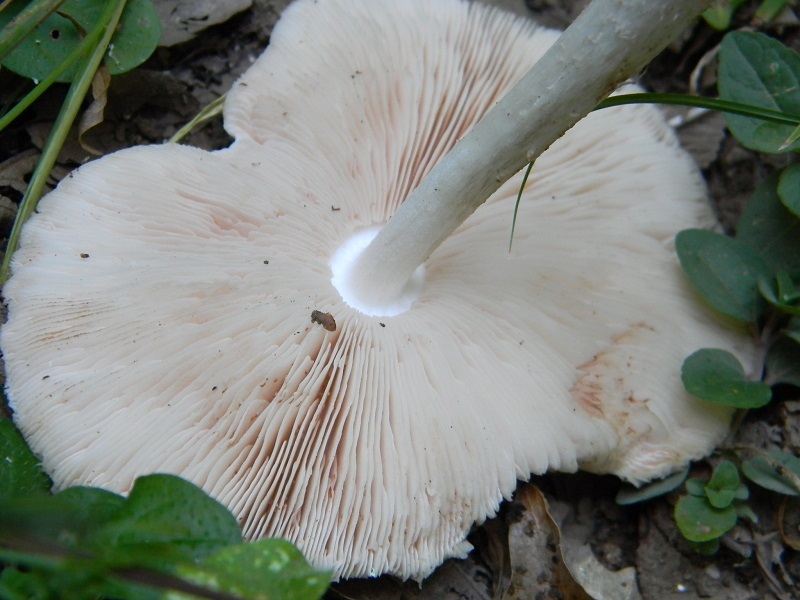 8) Fotogr. il 22.06.2103. sotto Quercia