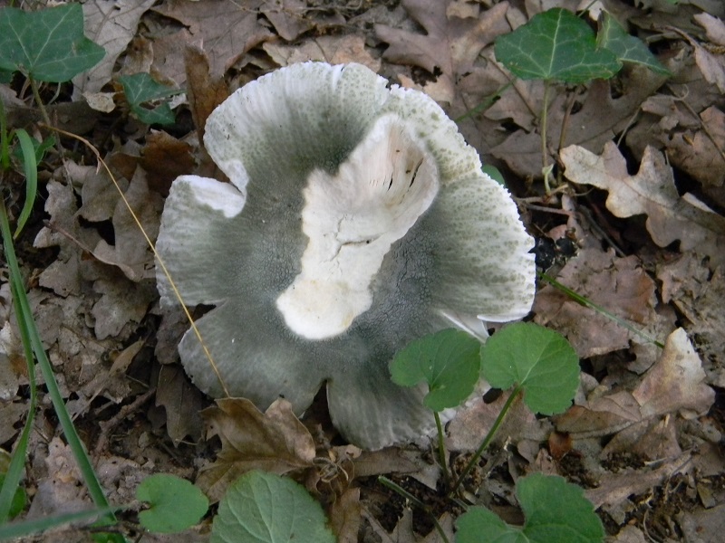 7) Fotogr. il 22.06.2013. sotto Quercia